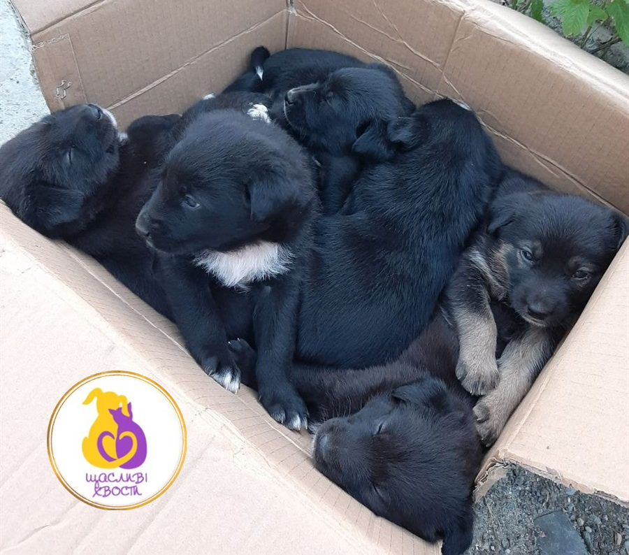 Прилаштування восьми цуциків дикої собаки з Самбірської