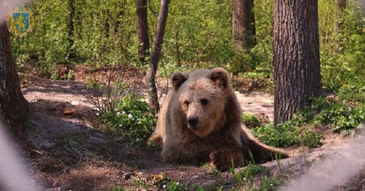 ведмеді