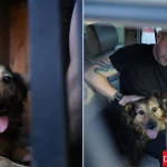 Dog Jessie Reunites with Family After Owner’s Death in Kyiv (Foto, Video)