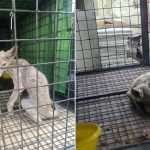 Нарешті Трускавецька лисичка в безпеці і під наглядом спеціалістів (Відео, Фото)