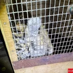 У Миколаєві знайшли тигреня, яке втекло із зоопарку (Фото)