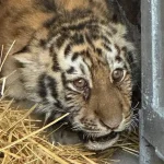 З зоопарку в Миколаєві втекла амурська тигриця, яку нещодавно передали з зоопарку «Лімпопо» на Львівщини