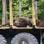 На Львівщині вантажівка на смерть збила 700-кілограмового червонокнижного зубра